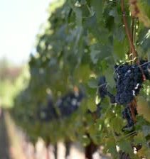 Vinogradi
